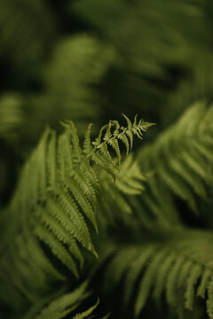 close up of fern top