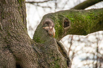 Close-up shot of the Red Squirrel