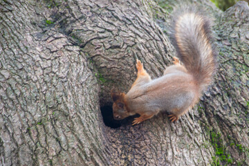 Close-up shot of the Red Squirrel
