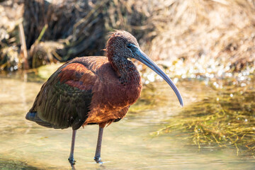 The glossy ibis, latin name Plegadis falcinellus, searching for food in the shallow lagoon.
