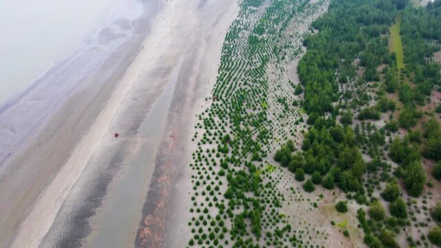 Replanted Pine Forest for replantation Along Kuakata Lebur Char Beach, Bangladesh Coast