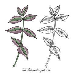 vector drawing inchplant, Tradescantia zebrina, hand drawn illustration of medicinal plant
