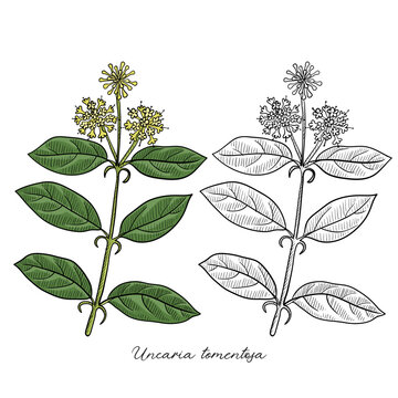 vector drawing cat's claw, Uncaria tomentosa , hand drawn illustration of medicinal plant
