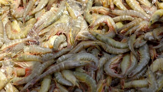 fresh shrimps washing and sorting