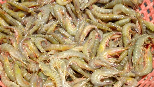 fresh shrimps washing and sorting