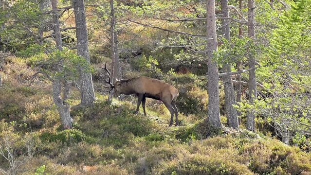 European Red Deer urinating and scraping huge antlers towards tree in Mating season