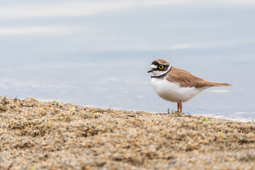 Little ringed plover (Charadrius dubius), bird standing on the lake shore