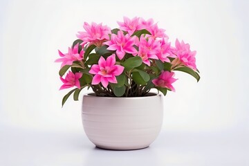 Fototapeta premium Pot with plants isolated blank background.