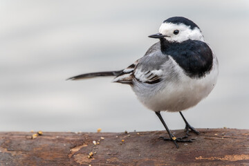 Wagtail sits on the ground with a beautiful blurred background.