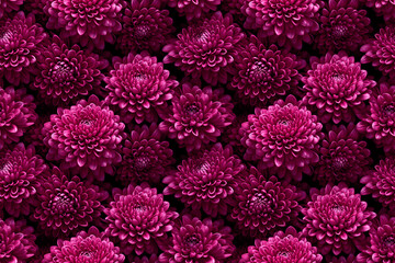 Botanical seamless pattern showcasing pink and crimson chrysanthemums, perfect for fabric prints, wallpapers, and creative backgrounds, including fashion, home decor, and artistic projects. - 751154255