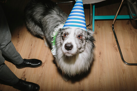 A dog on New Year's Eve