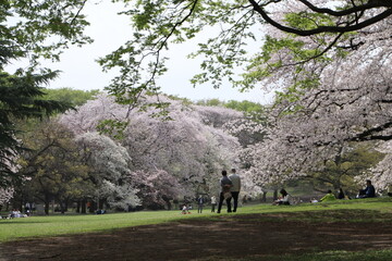 Fototapeta premium 春たけなわの砧公園。満開の桜。