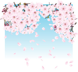 春　青空　桜　満開　花びら　舞う　背景素材
