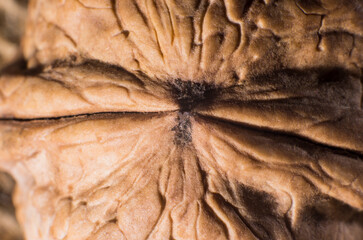 Walnut shell macro, background, texture