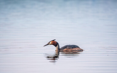 The waterfowl bird Great Crested Grebe swimming in the calm lake