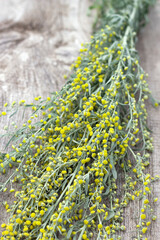 sagebrush plant with yellow flowers on the wooden background