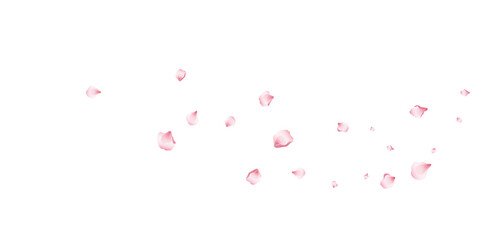 Flying pink petals transparent background. Beautiful floral overlay with lots of rose petals. - obrazy, fototapety, plakaty