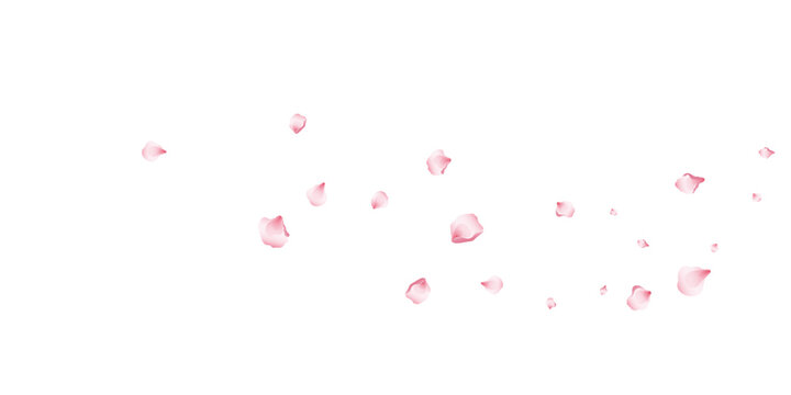 Flying pink petals transparent background. Beautiful floral overlay with lots of rose petals.