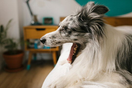 Dog yawning