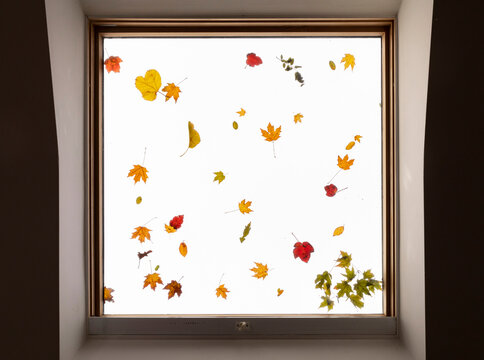 Autumn Leaves on glass  Skylight window in home 