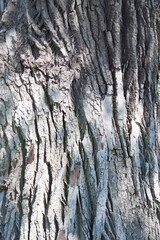 Tree Trunk Texture: Nature's Intricate Patterns Revealed