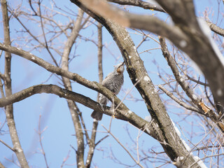 首を伸ばすヒヨドリ