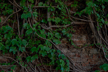 Natural Background with Leaves and Branches: Serenity in Nature's Embrace