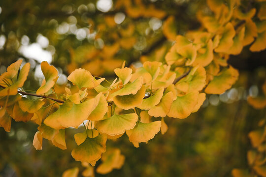 Leaves of Ginkgo Biloba.