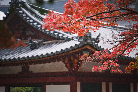 Traditional Style Japanese house in momiji season.