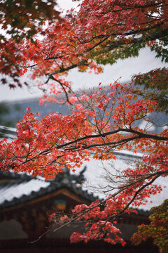 Japanese park in fall season.