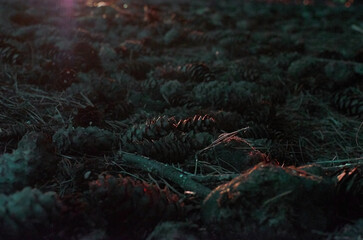 Sunset in the Forest: Nature's Evening Glow Amidst the Trees