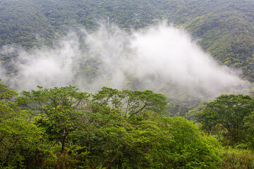 奄美, 春雨の日のマングローブ林
