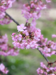 春の山の桜