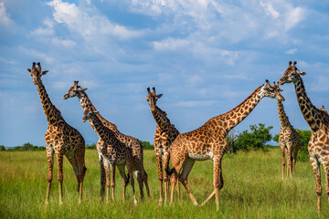 Fototapeta premium Giraffe family in Masai mara think they are unreachable
