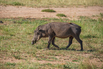 warthog in the savannah