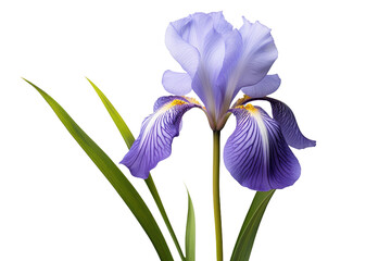Purple Flower With Green Leaves in a Vase. A vibrant purple flower with lush green leaves is showcased in a clear vase, adding a touch of color to the space. Isolated on a Transparent Background PNG.