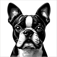 Boston Terrier portrait. Hand Drawn Pen and Ink. Vector Isolated in White. Engraving vintage style illustration for print, tattoo, t-shirt, sticker	