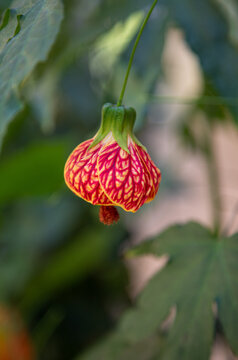 Beautiful exotic flower