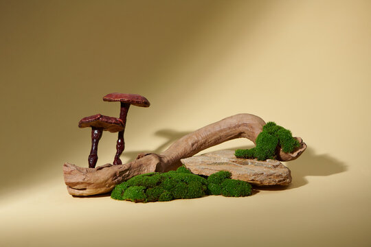 On the brown background, some Ganoderma decorated with rocks and wood