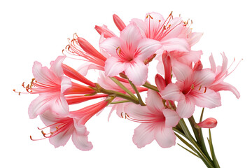 Bouquet of Pink Flowers. A bunch of delicate pink flowers arranged in a bouquet, set against a clean white background. The flowers are vibrant and fresh, with green stems peeking out from the bottom.