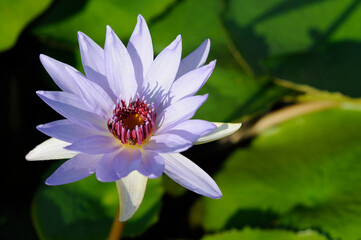An Attractive Purple Water Lily in the Morning Sun