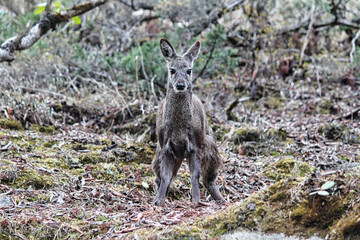 A Rare Female Musk Deer watches trekkers as they move on in the higher ranges and scrublands near...