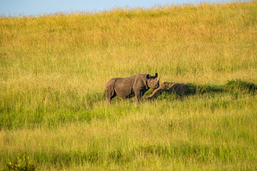 In Masai mara, the black rhino grazes freely with power and size