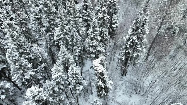 Slow flight of a drone over snowy trees