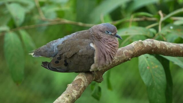 Wild eared dove, zenaida auriculata with puff up plumage, perch and roost stationary on the tree branch, wondering around the surroundings, slowly falling asleep, close up shot.