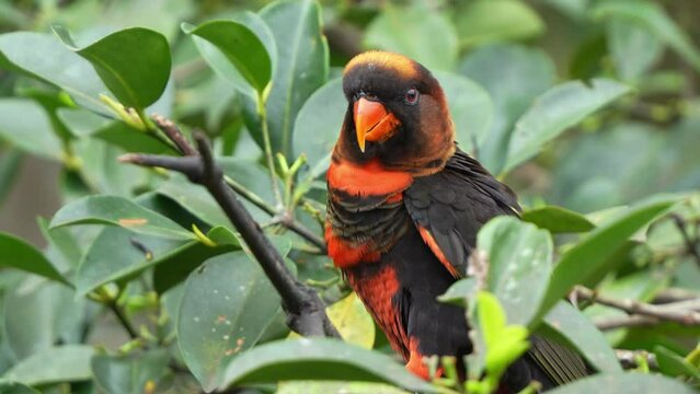 Happy dusky lory, pseudeos fuscata perched on tree branch, raising the wing, fluff up the feathers, head bobbing, and calling amidst in the forest environment, close up shot.