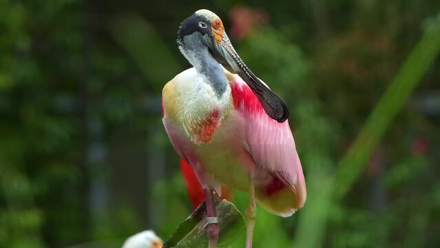Exotic roseate spoonbill, platalea ajaja with striking pink plumage, perched stationary, wondering around the surroundings, close up shot of a large wading bird species.