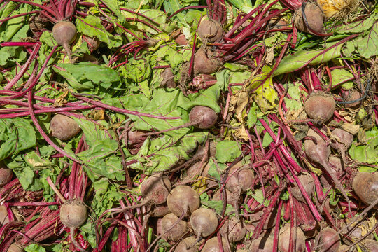Freshly Harvested Beets