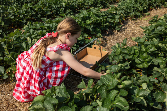 Girl in Strawberry field