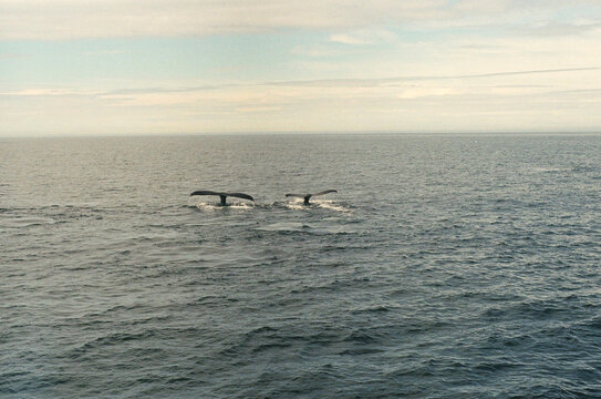 whales Watching 